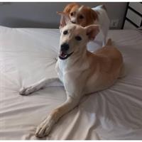 Δίνεται για υιοθεσία - χαρίζεται ημίαιμη σκυλίτσα