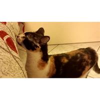 Δίνεται για υιοθεσία - χαρίζεται ημίαιμη γάτα