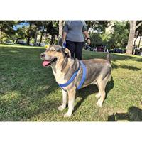 Δίνεται για υιοθεσία - χαρίζεται ημίαιμος σκυλάκος