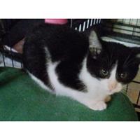 Δίνεται για υιοθεσία - χαρίζεται ημίαιμο γατάκι