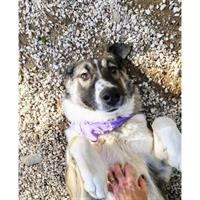 Δίνεται για υιοθεσία - χαρίζεται ημίαιμη σκυλίτσα