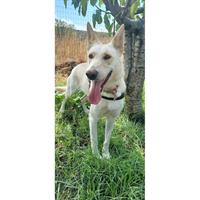 Δίνεται για υιοθεσία - χαρίζεται ημίαιμη σκυλίτσα