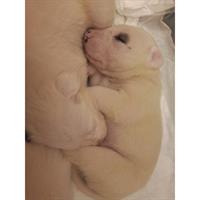 Δίνεται για υιοθεσία - χαρίζεται ημίαιμο κουτάβι Dogo Argentino - Ντόγκο Αρτζεντίνο