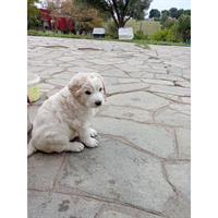 Δίνεται για υιοθεσία - χαρίζεται κουτάβι Greek Sheepdog - Ελληνικός Ποιμενικός
