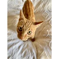 Δίνεται για υιοθεσία - χαρίζεται ημίαιμος γάτος