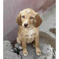 Δίνεται για υιοθεσία - χαρίζεται ημίαιμο κουτάβι