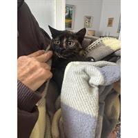 Δίνεται για υιοθεσία - χαρίζεται ημίαιμη γάτα