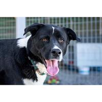 Δίνεται για υιοθεσία - χαρίζεται ημίαιμη σκυλίτσα