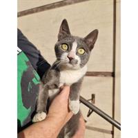 Δίνεται για υιοθεσία - χαρίζεται ημίαιμο γατάκι Russian - Ρωσσική