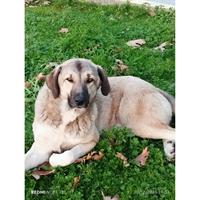 Δίνεται για υιοθεσία - χαρίζεται ημίαιμη σκυλίτσα