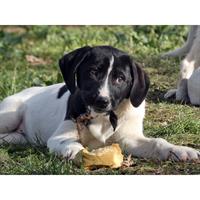 Δίνεται για υιοθεσία - χαρίζεται ημίαιμο κουτάβι