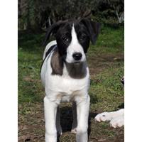 Δίνεται για υιοθεσία - χαρίζεται ημίαιμο κουτάβι