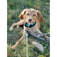 Δίνεται για υιοθεσία - χαρίζεται ημίαιμη σκυλίτσα