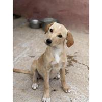 Δίνεται για υιοθεσία - χαρίζεται ημίαιμο κουτάβι