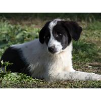 Δίνεται για υιοθεσία - χαρίζεται ημίαιμο κουτάβι