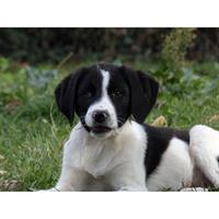 Δίνεται για υιοθεσία - χαρίζεται ημίαιμο κουτάβι