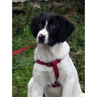 Δίνεται για υιοθεσία - χαρίζεται ημίαιμο κουτάβι