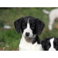 Δίνεται για υιοθεσία - χαρίζεται ημίαιμο κουτάβι