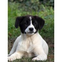 Δίνεται για υιοθεσία - χαρίζεται ημίαιμο κουτάβι