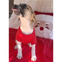 Δίνεται για υιοθεσία - χαρίζεται ημίαιμο κουτάβι