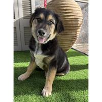 Δίνεται για υιοθεσία - χαρίζεται ημίαιμο κουτάβι German Shepherd - Γερμανικός Ποιμενικός - Λυκόσκυλο