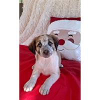 Δίνεται για υιοθεσία - χαρίζεται ημίαιμο κουτάβι