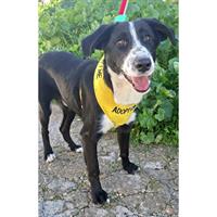 Δίνεται για υιοθεσία - χαρίζεται ημίαιμος σκυλάκος Border Collie - Μπόρντερ Κόλεϋ