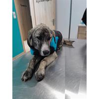 Δίνεται για υιοθεσία - χαρίζεται ημίαιμη σκυλίτσα