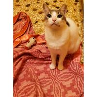 Δίνεται για υιοθεσία - χαρίζεται ημίαιμος γάτος