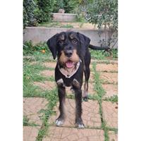 Δίνεται για υιοθεσία - χαρίζεται ημίαιμος σκυλάκος Griffon - Γκριφόν