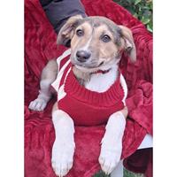 Δίνεται για υιοθεσία - χαρίζεται ημίαιμο κουτάβι