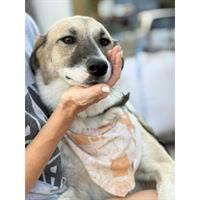 Δίνεται για υιοθεσία - χαρίζεται ημίαιμη σκυλίτσα