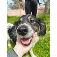 Δίνεται για υιοθεσία - χαρίζεται ημίαιμη σκυλίτσα