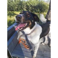 Δίνεται για υιοθεσία - χαρίζεται ημίαιμο κουτάβι