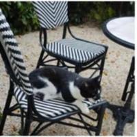 Δίνεται για υιοθεσία - χαρίζεται ημίαιμος γάτος Aegean Cat - Γάτα Αιγαίου