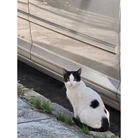 Δίνεται για υιοθεσία - χαρίζεται ημίαιμο γατάκι