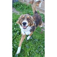 Δίνεται για υιοθεσία - χαρίζεται ημίαιμος σκυλάκος