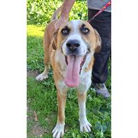 Δίνεται για υιοθεσία - χαρίζεται ημίαιμος σκυλάκος