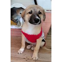 Δίνεται για υιοθεσία - χαρίζεται ημίαιμος σκυλάκος