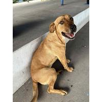 Δίνεται για υιοθεσία - χαρίζεται ημίαιμος σκυλάκος Pit Bull - Πίτ Μπουλ Τερριέ