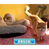 Δίνεται για υιοθεσία - χαρίζεται ημίαιμος γάτος