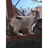 Δίνεται για υιοθεσία - χαρίζεται ημίαιμη γάτα Aegean Cat - Γάτα Αιγαίου