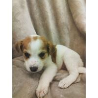 Δίνεται για υιοθεσία - χαρίζεται ημίαιμο κουτάβι