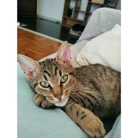 Δίνεται για υιοθεσία - χαρίζεται ημίαιμο γατάκι