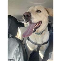 Δίνεται για υιοθεσία - χαρίζεται ημίαιμος σκυλάκος