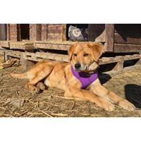 Δίνεται για υιοθεσία - χαρίζεται ημίαιμος σκυλάκος