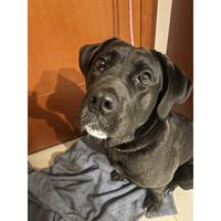 Δίνεται για υιοθεσία - χαρίζεται ημίαιμη σκυλίτσα Cane corso - Κάνε Κόρσο