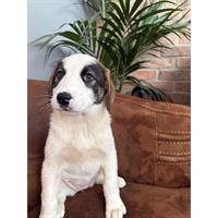 Δίνεται για υιοθεσία - χαρίζεται ημίαιμο κουτάβι