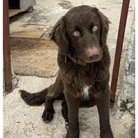 Δίνεται για υιοθεσία - χαρίζεται ημίαιμος σκυλάκος