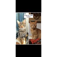 Δίνεται για υιοθεσία - χαρίζεται ημίαιμος γάτος